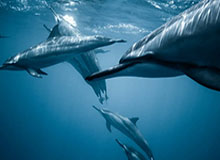 张子宇女篮热身赛集锦回顾，全场得到10分4篮板